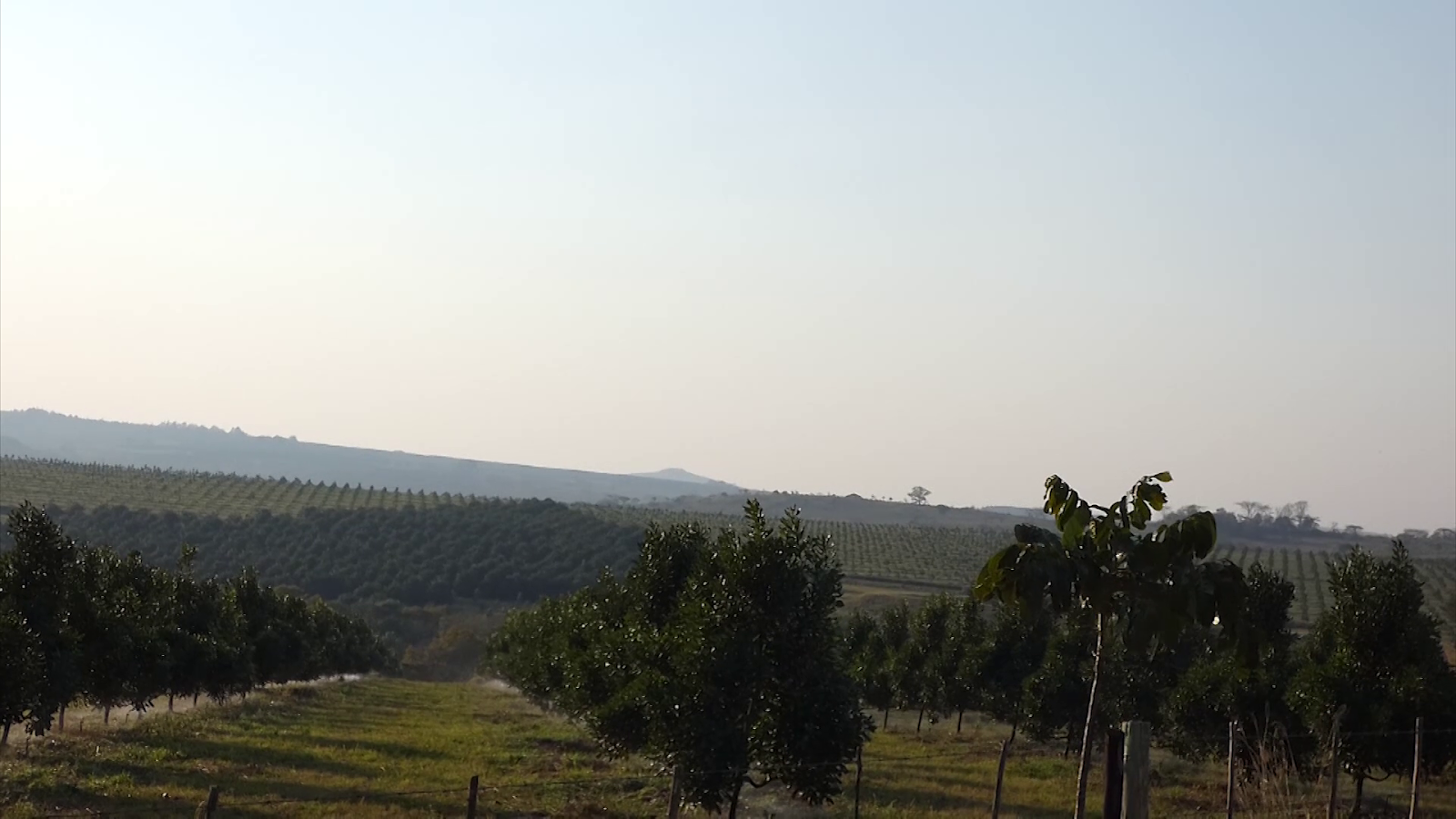 Macadamia nuts transform Chipinge Tell Zimbabwe Keeping it Real