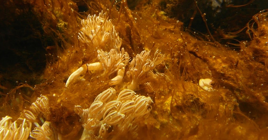 MeerwasserWahrheit: Kieselalgen Braunalgen