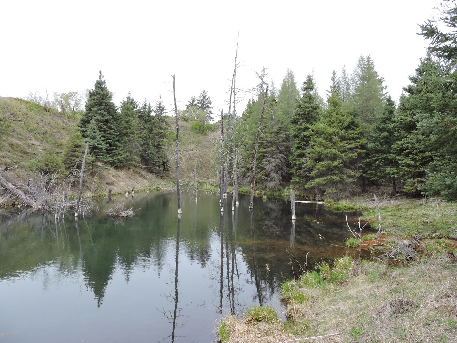 Sightings of a world traveler Spruce Woods Provincial Park, Manitoba