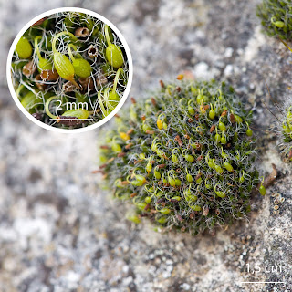Musgo Grimmia pulvinata de la familia Grimmiaceae en un muro de cemento