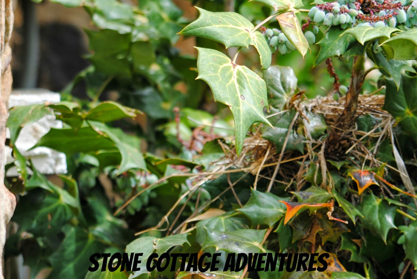 The British Gardener The Tropical Years Damn Good Plants