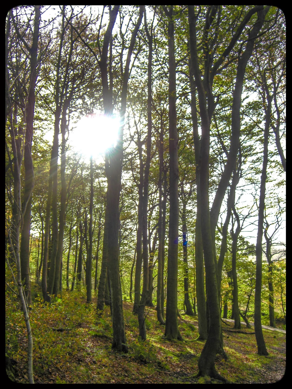 autumn trees pictures autumn trees pictures