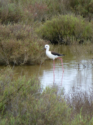 Simple Sunday - The Camargue / Kickcan & Conkers Home-France