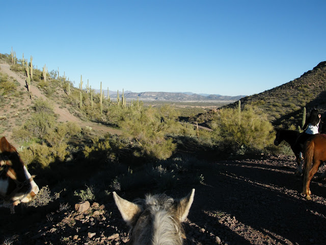 Horse riding in the Sonora Desert surrounded by cacti