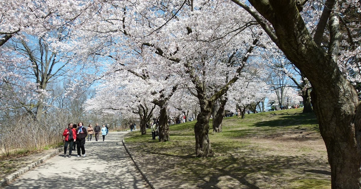 The Nail Artiste Do cherries grow up to cherry blossom trees?