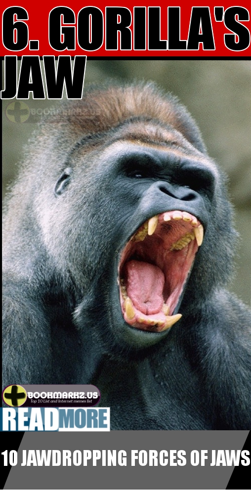 Gorilla's Jaw 6th Most Powerful Jaws in the World Top 10 List