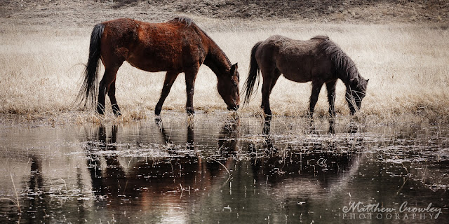 At the Watering Hole - Mustangs