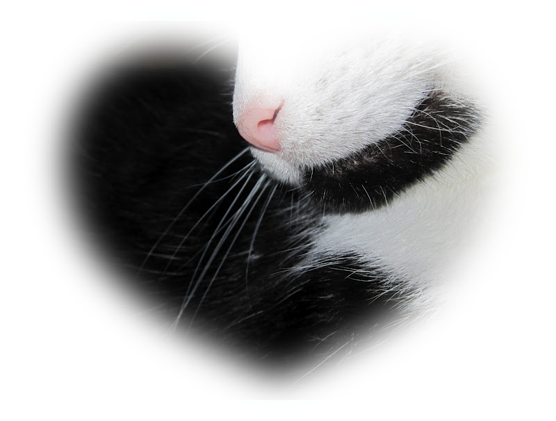 Kater Jackys Blog Mai 2012