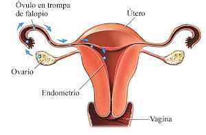 Fases ciclo menstrual.