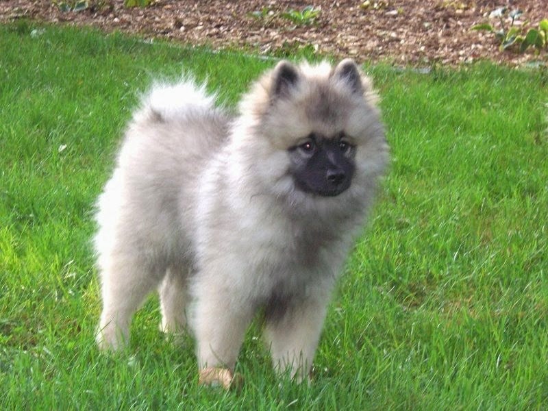 Rules of the Jungle Keeshond puppies