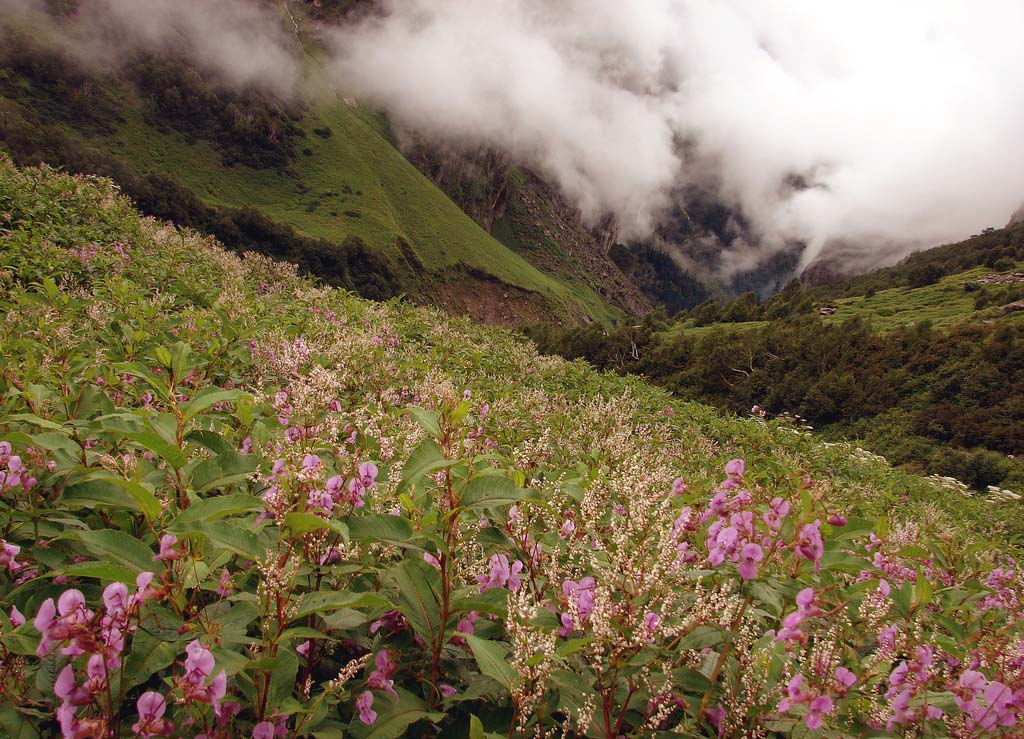 Valley of Flowe...