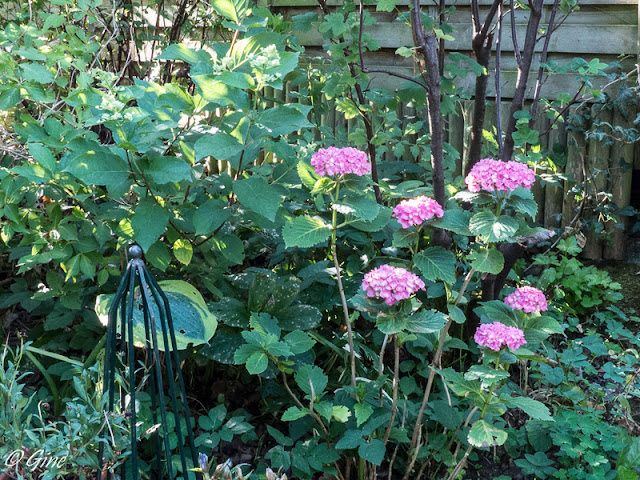 Three Dogs In A Garden Hydrangeas Care Basics Old New Varieties
