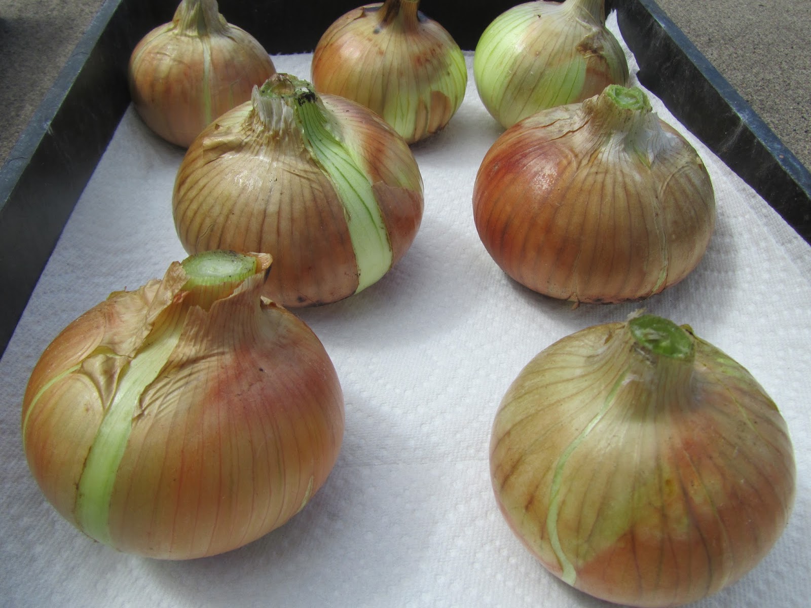 Four Hills of Squash Onion Totals on Harvest Monday