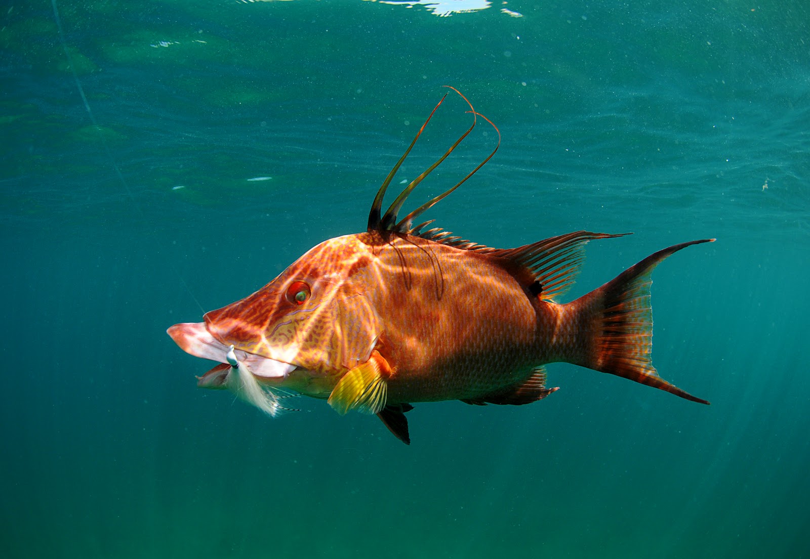 Hogfish The Life of Animals