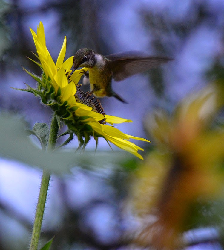 A juvenile Red-throated Hummingbird nectars on a large sunflower early in the evening.