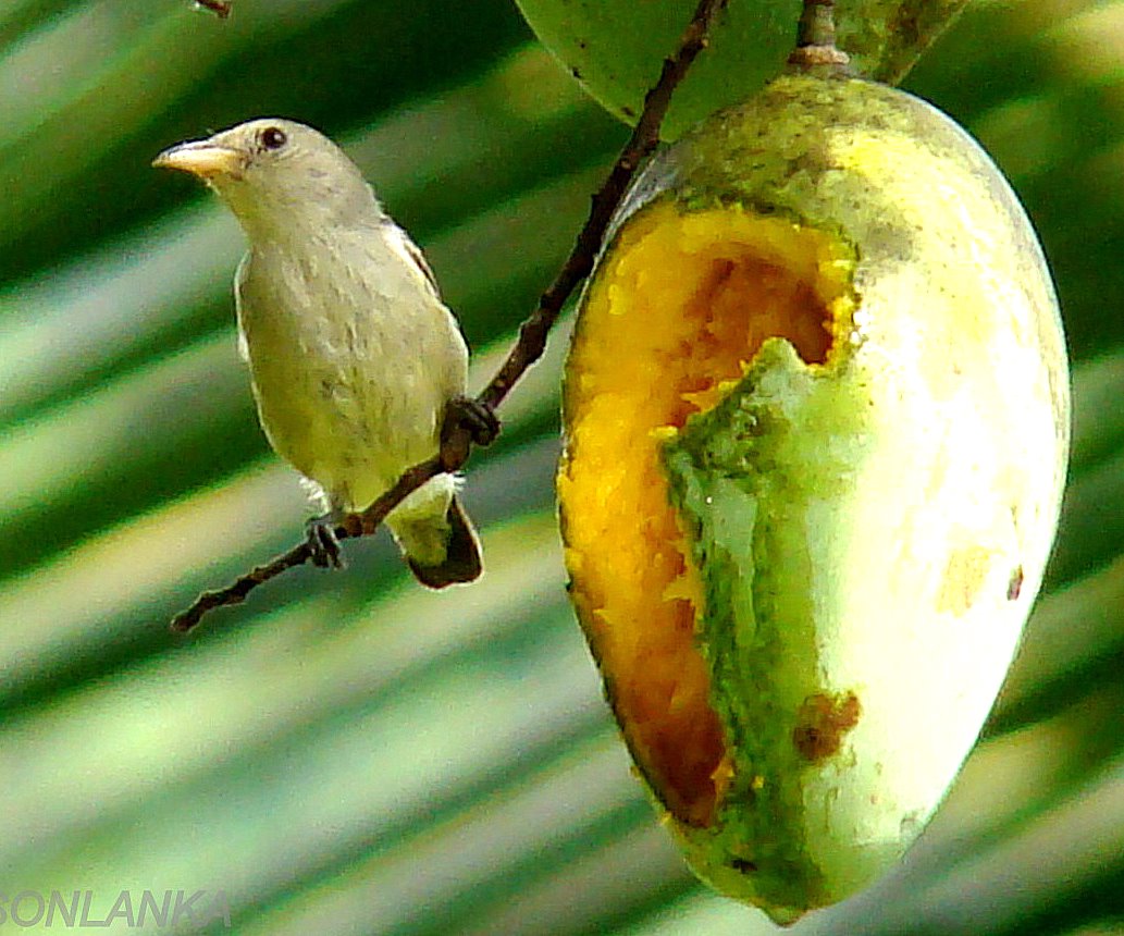 DiscoverSriLanka SRI LANKA MANGO SEASON