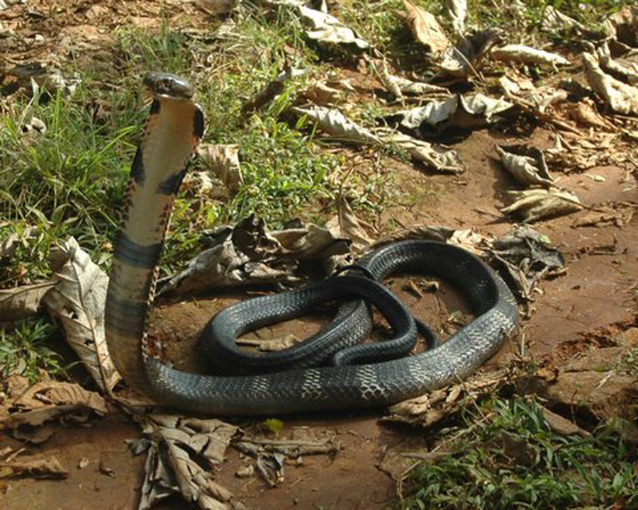 Sharing Planet With Animals: Why King Cobra called as "King"