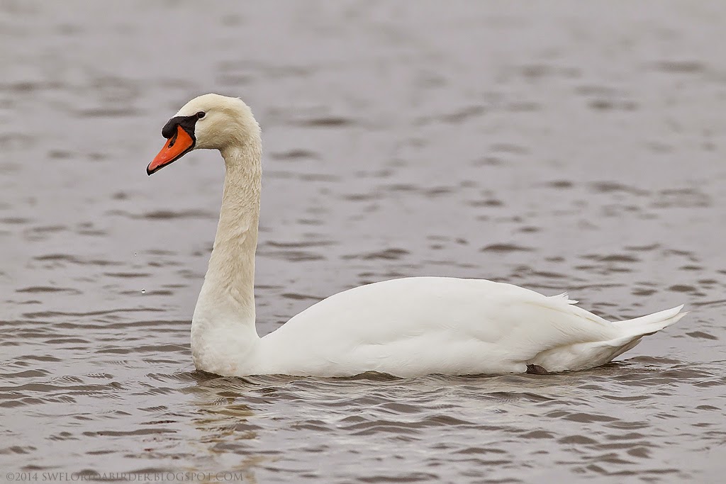 Florida Suncoast Birding Mute Swan An Invasive Species