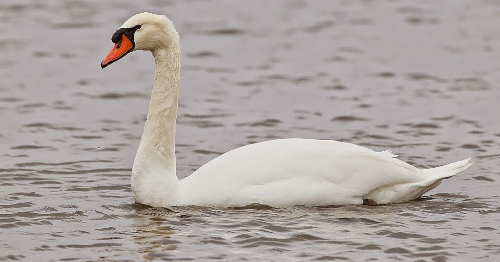 Florida Suncoast Birding Mute Swan An Invasive Species