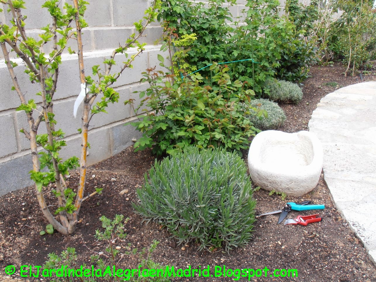 El jardín de la alegría : Cómo y cuándo podar las lavandas (Lavandula