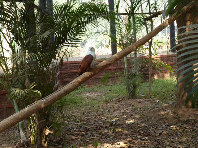 Nandankanan Zoo Puri Odisha
