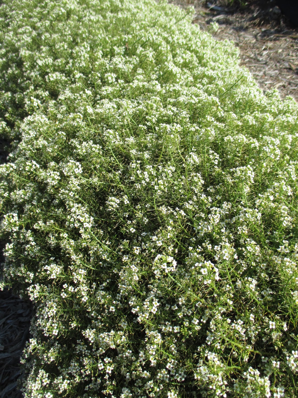 Three Dogs In A Garden Hydrangeas Care Basics Old New Varieties