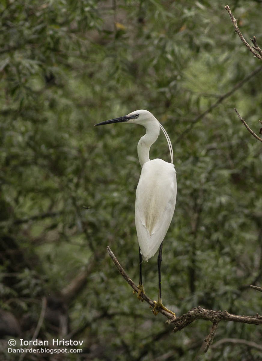 Little Egret, Copyright Iordan Hristov Little Egret, Copyright Iordan Hristov