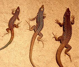 http://2.bp.blogspot.com/-mMf5Va36WiM/TboV9bT91hI/AAAAAAAABX0/SiSlCUy51PI/s1600/asexual+female+whiptail+species+Cnemidophorus+neomexicanus.jpg