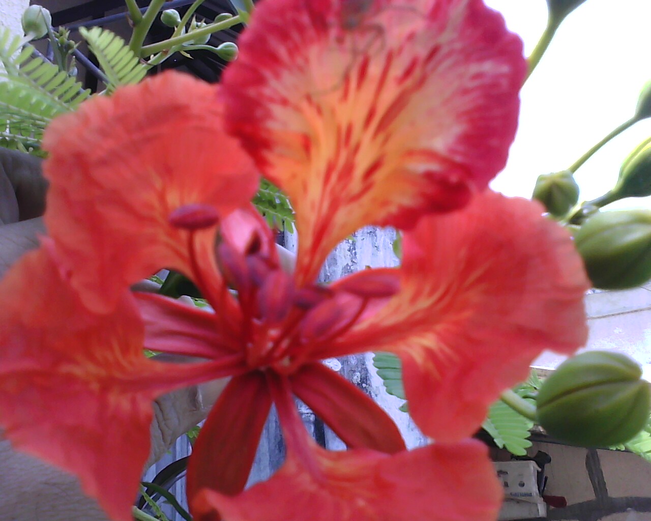 Garden Care Simplified The Flowering of Gulmohar/ Flame of Forest