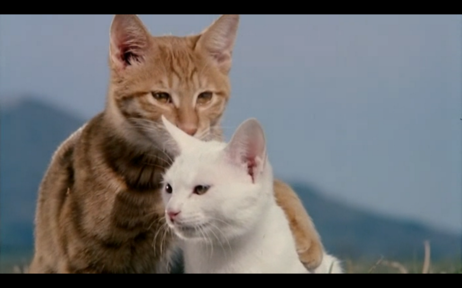 The Adventures of Milo and Otis 1986 - Rotten Tomatoes