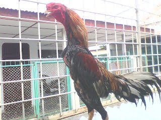 ayam siam