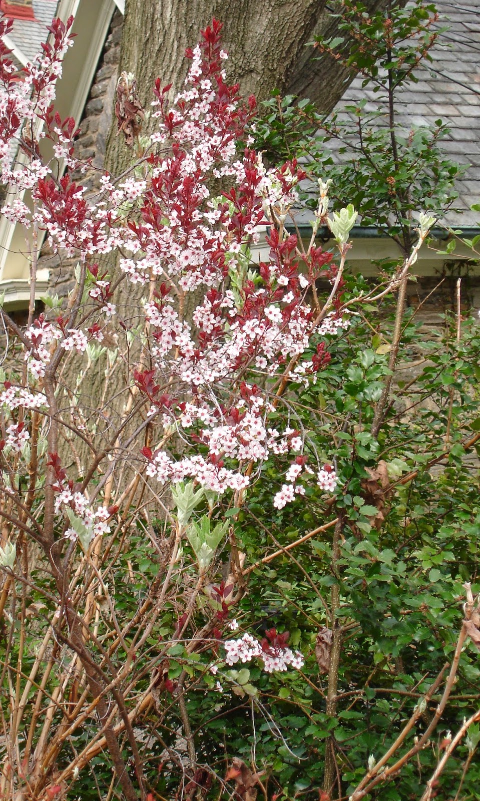 Blooming Shrubs That Intoxicate Me Blissful Solitary Wanderings