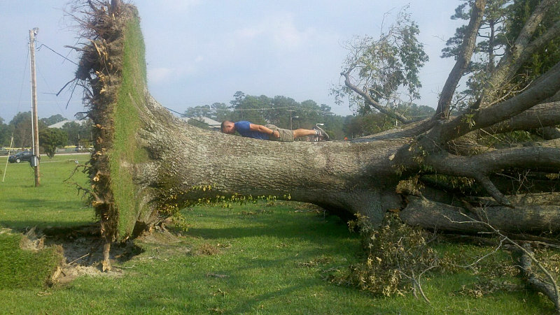 planking on a tree knocked down by hurricane irene can