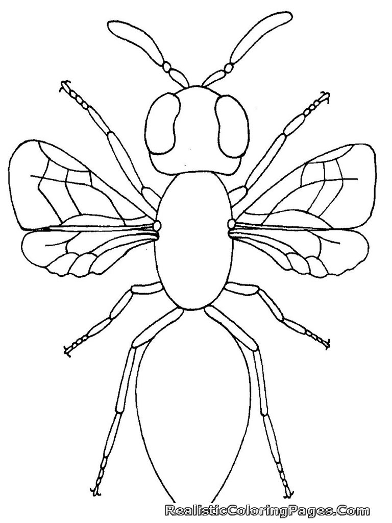 Realistic Insect Coloring Pages | Realistic Coloring Pages