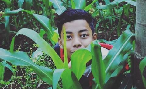 Hama Tanaman Jagung thumbnail postingan