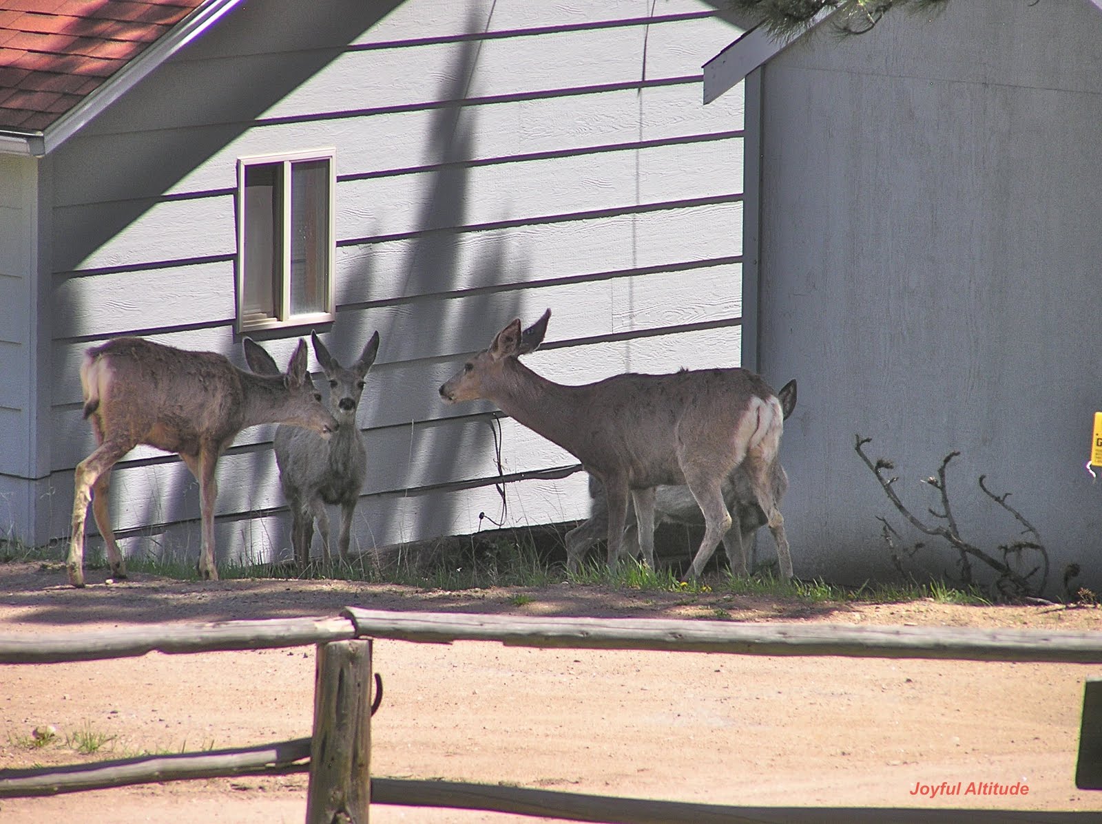 Joyful Altitude Deerly Beloved