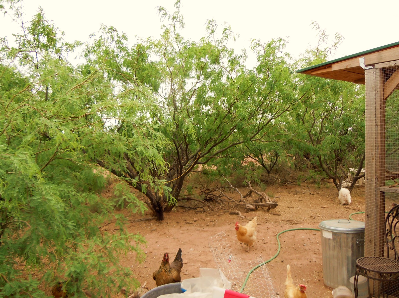 WonkyGirls Journal : Wednesday Yard Stuff