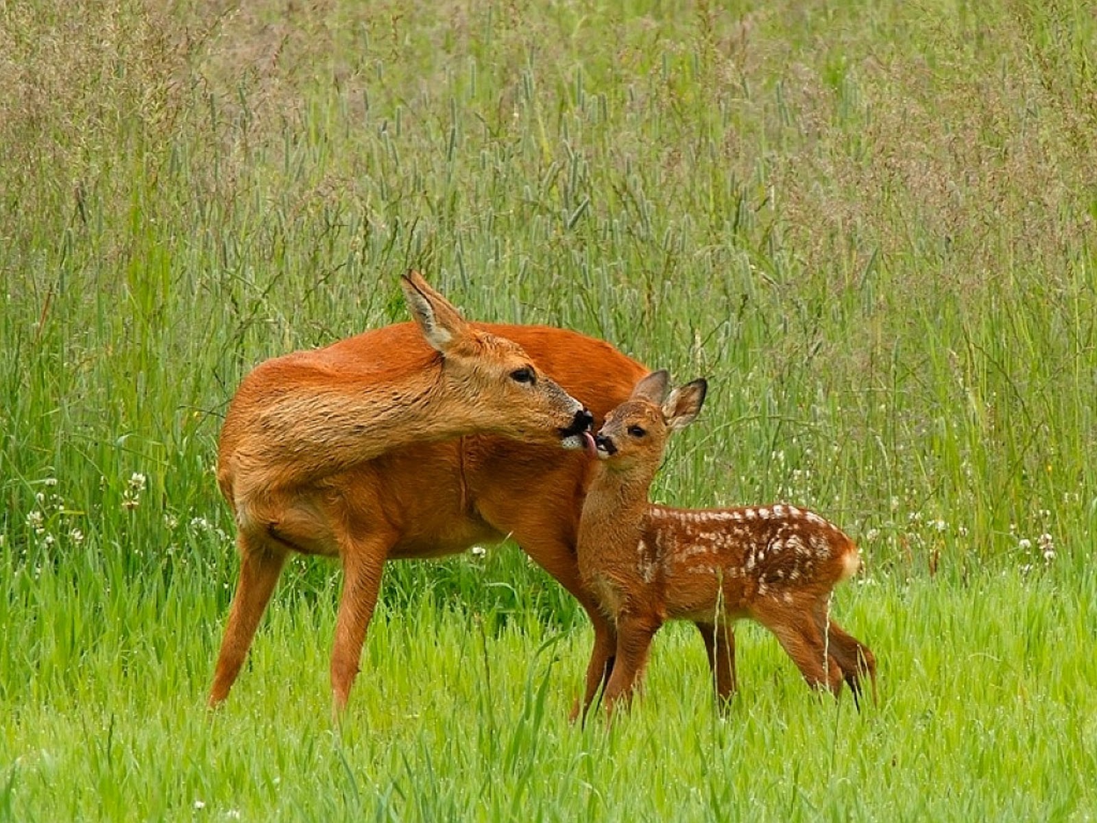 Image result for beautiful deer