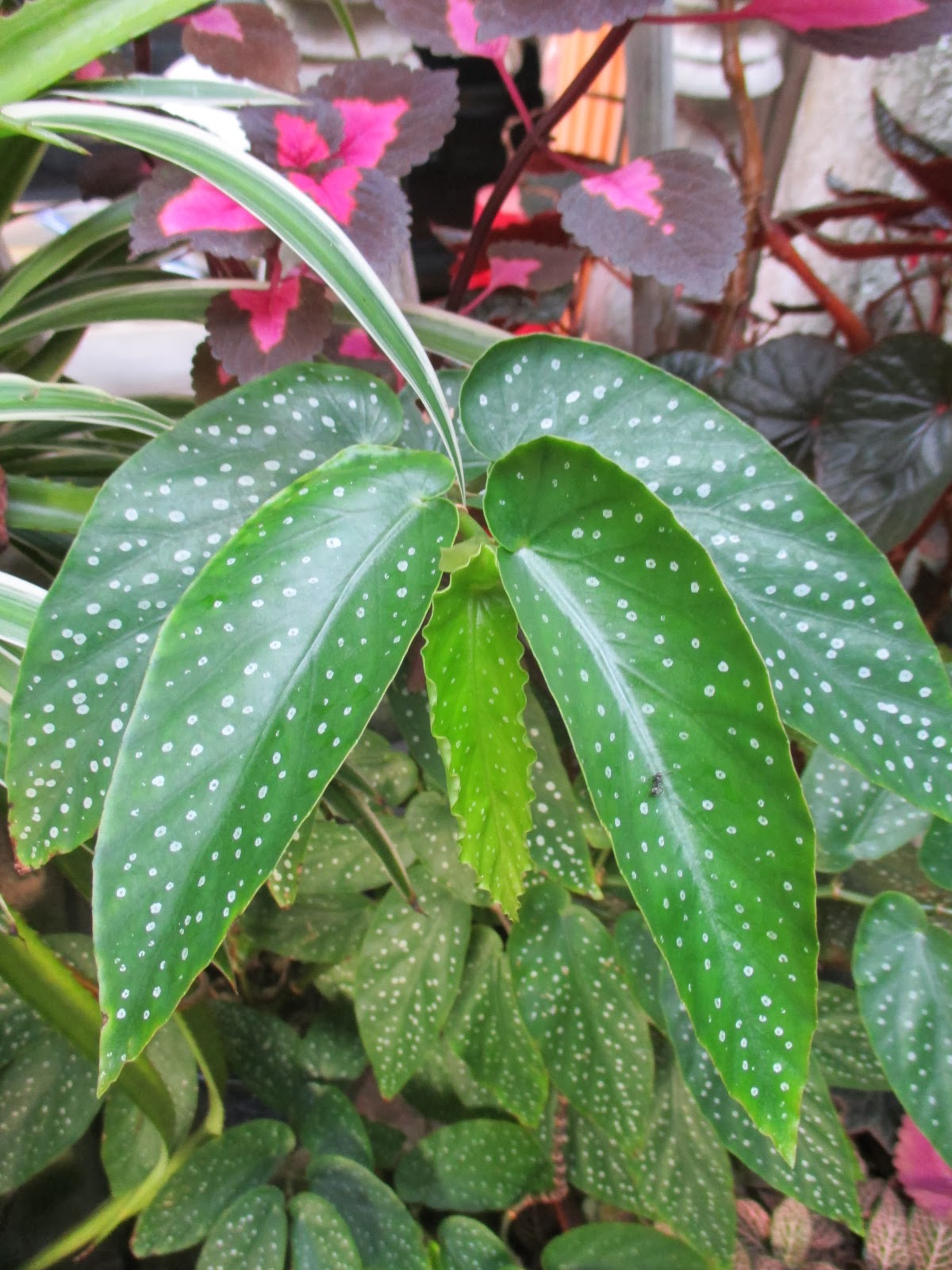 Garden Chronicles Cane Begonia Collection