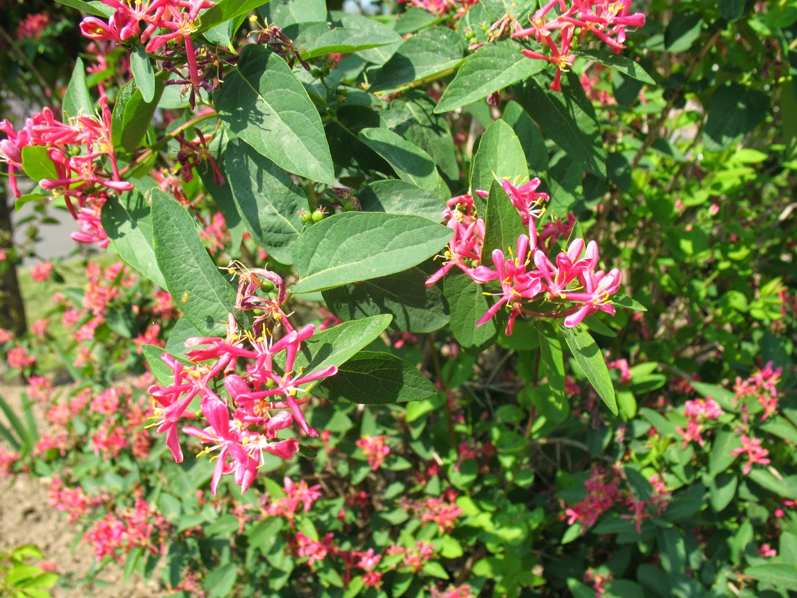 Le Douaire Ile De Vivre Tout Savoir Sur Le Photinia X Fraseri