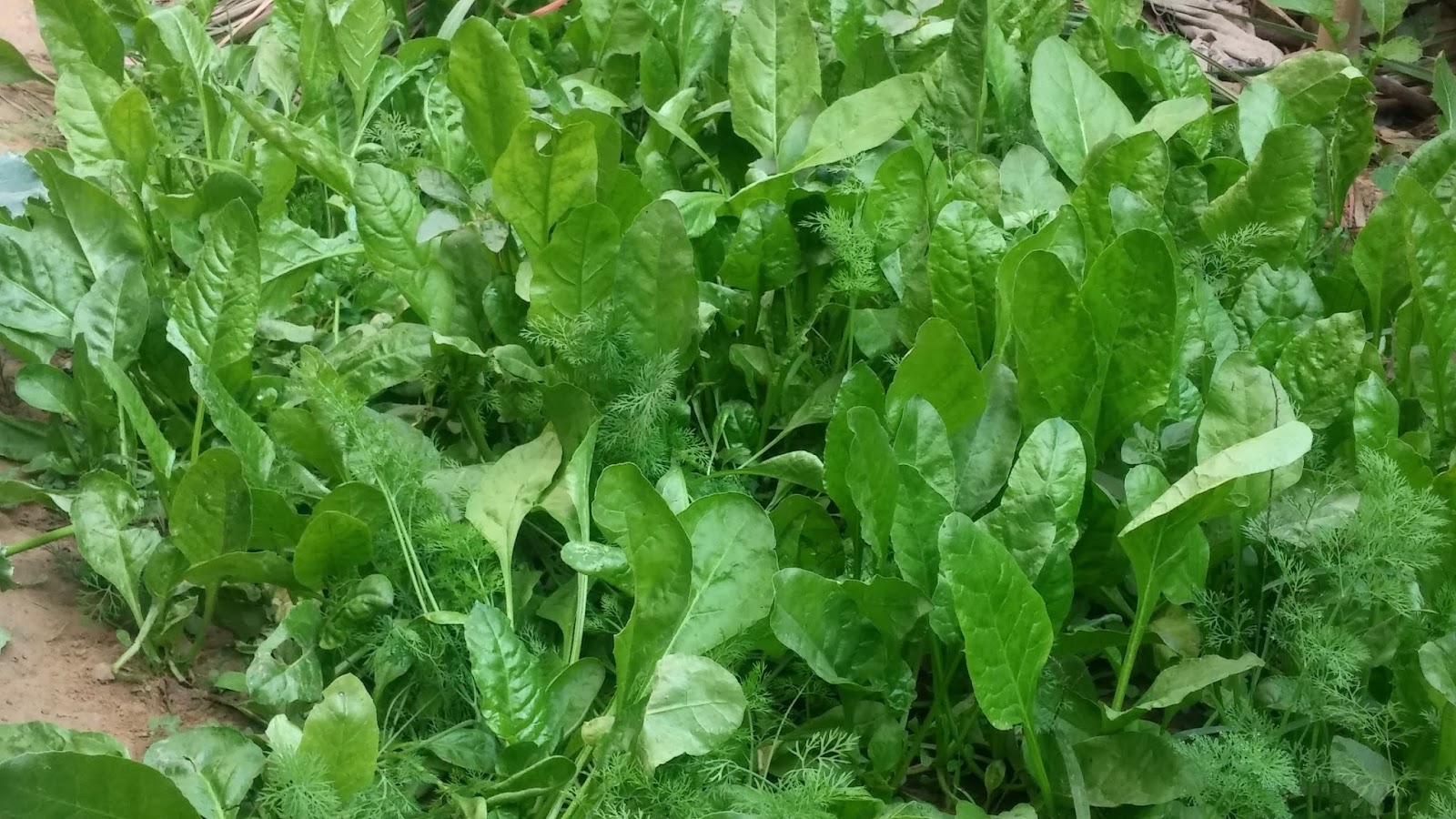Sweet 'n' Savoury: Palak Raita
