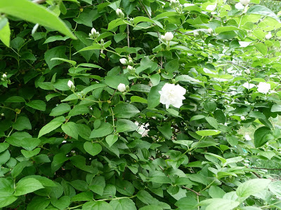 Mock Orange blossoms