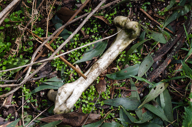 Bone amongst the ferns bone lying on ground