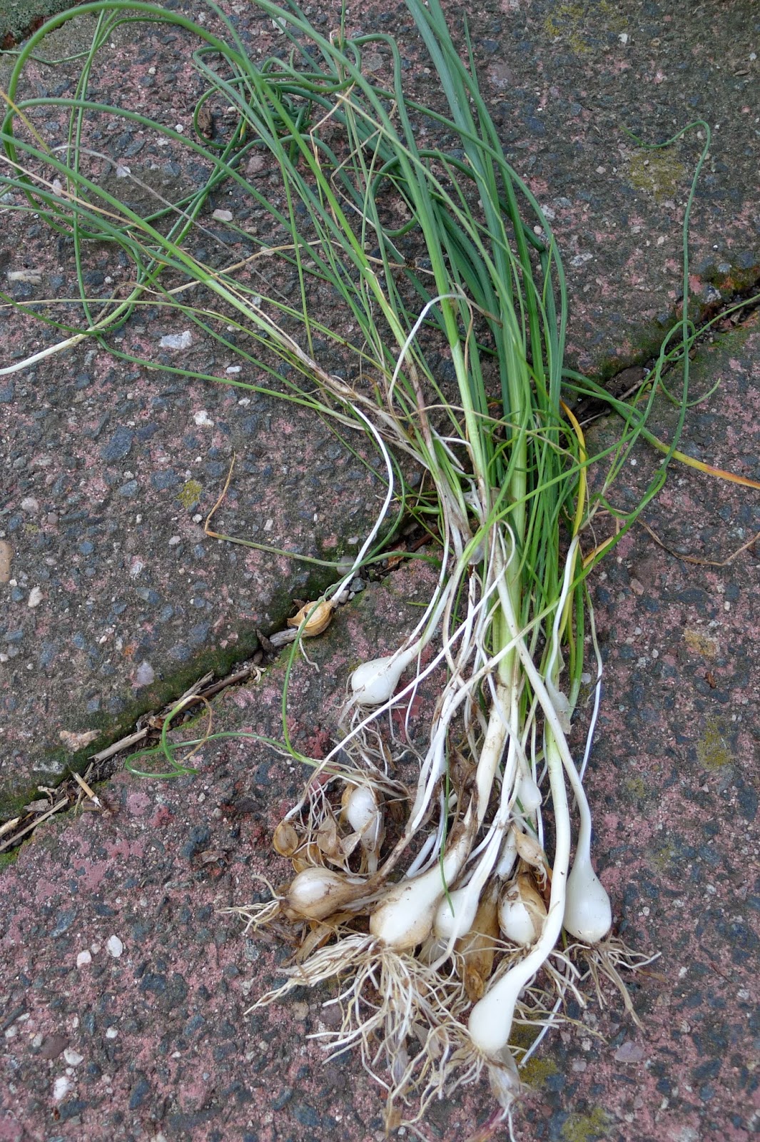 Foraging for wild garlic, recipes