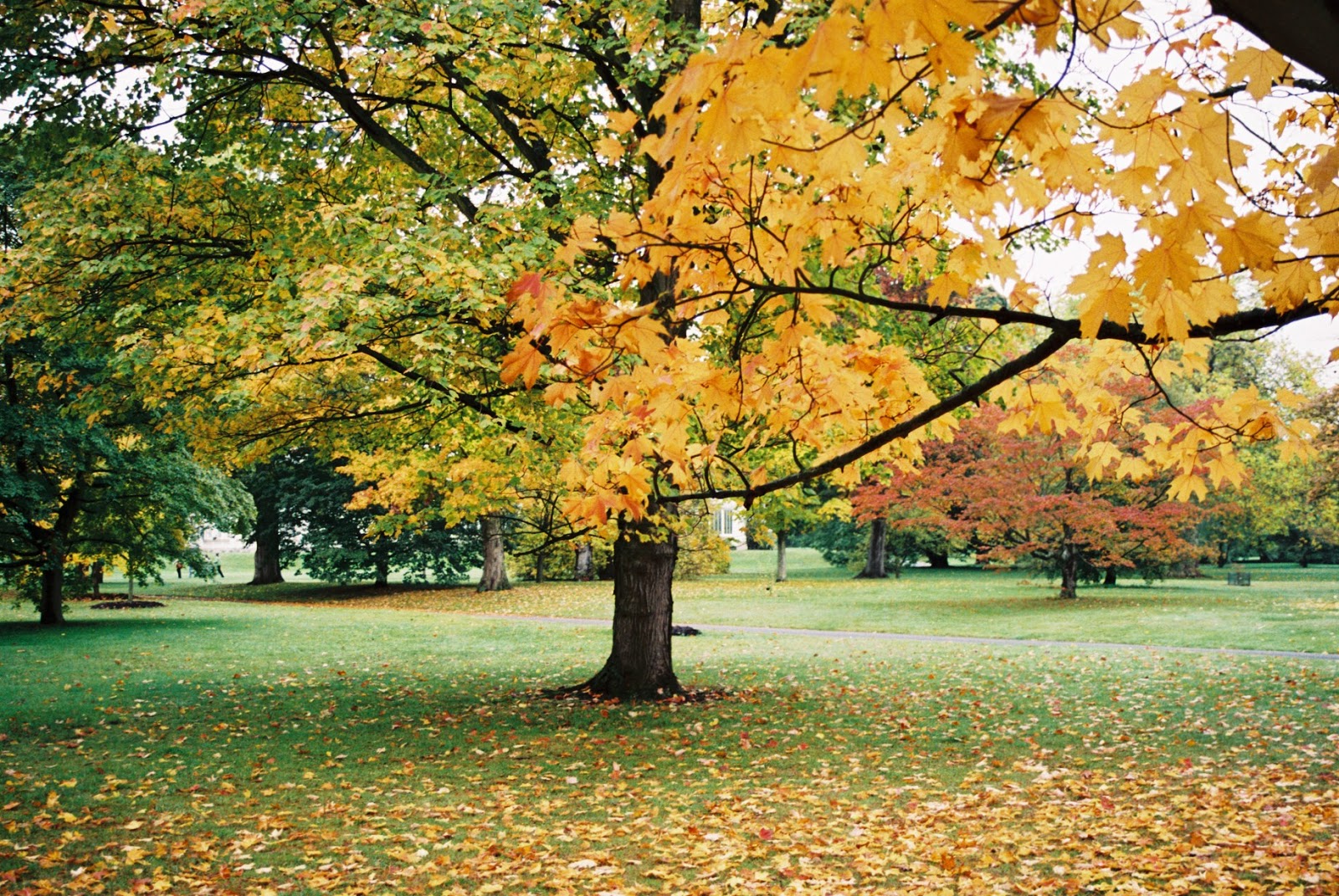 Photos by H: Glorious Autumn Colours Kew 20.1012