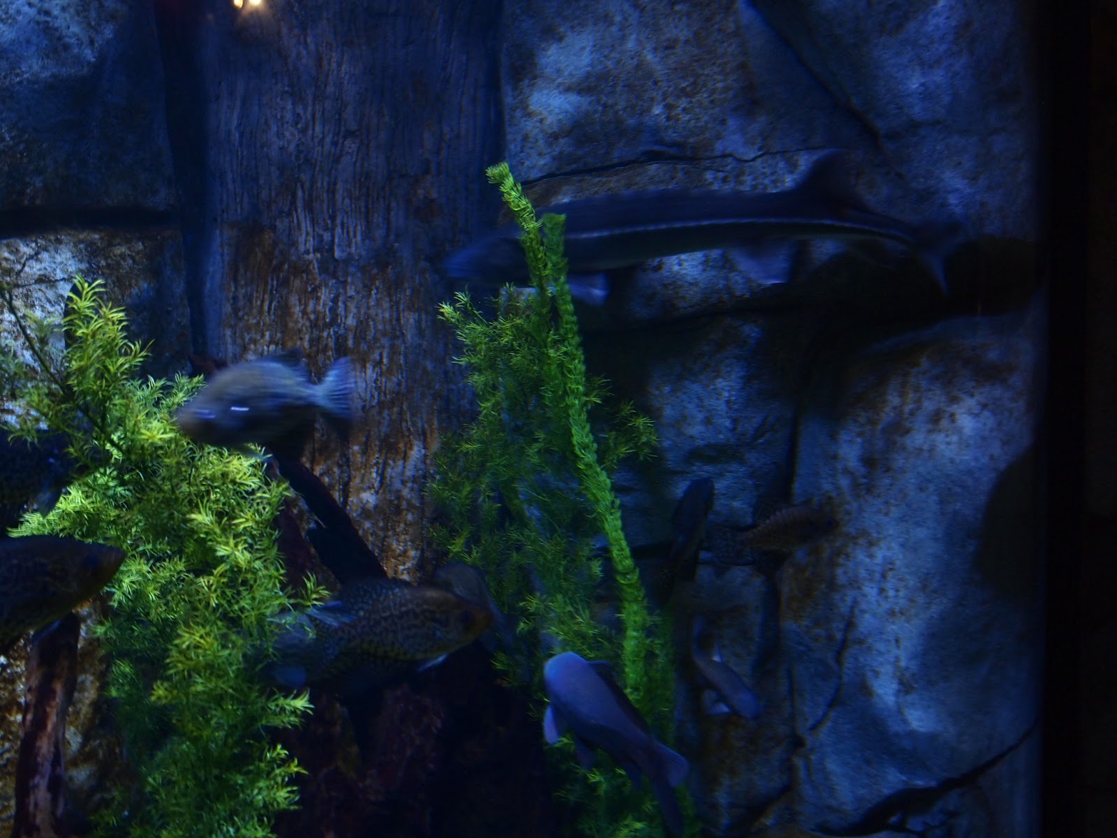 Sasaki Time: Legoland Sea Life Aquarium Trip Report!