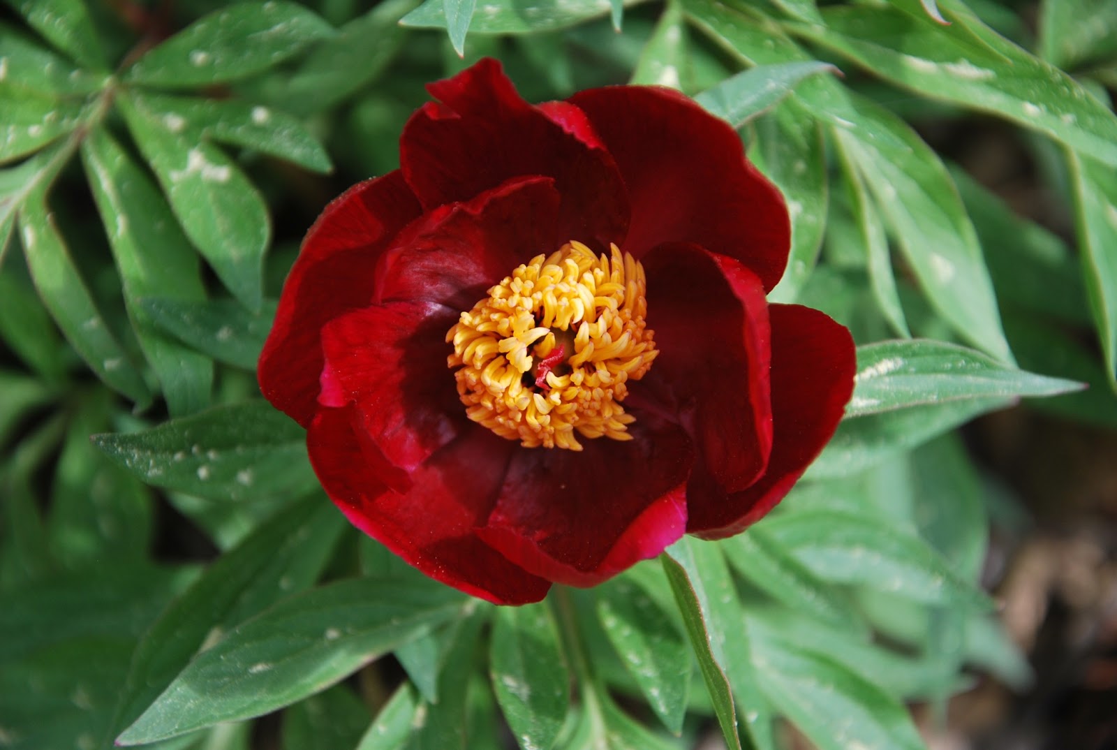 Southern Peony 2013 First Bloom of the Year Peony 'Early Scout'!
