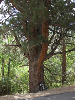 Bicycle rests against an enormous pine tree along Glacier Lodge Road near Big Pine, California