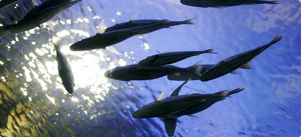 baliklar suda nasil yasarlar 591x270