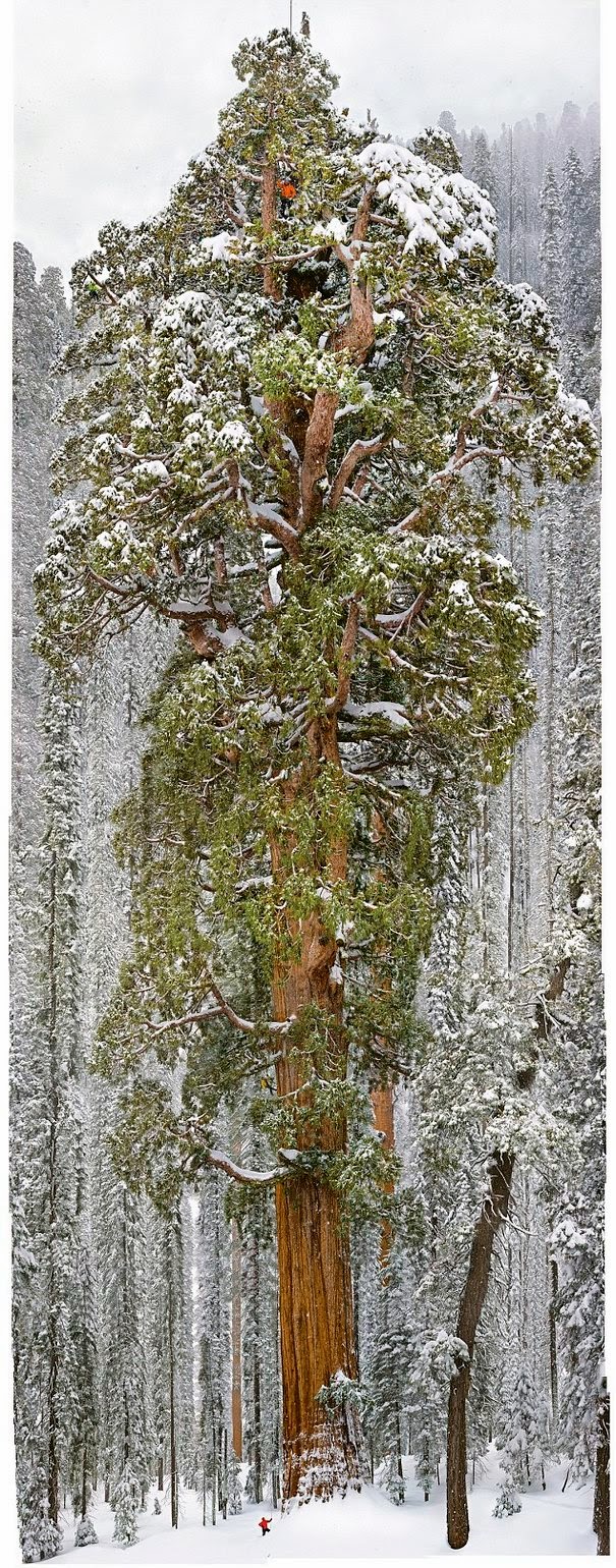 kollima.gr - Αυτό το δέντρο είναι τόσο μεγάλο που δεν χωράει σε μια φωτογραφία!